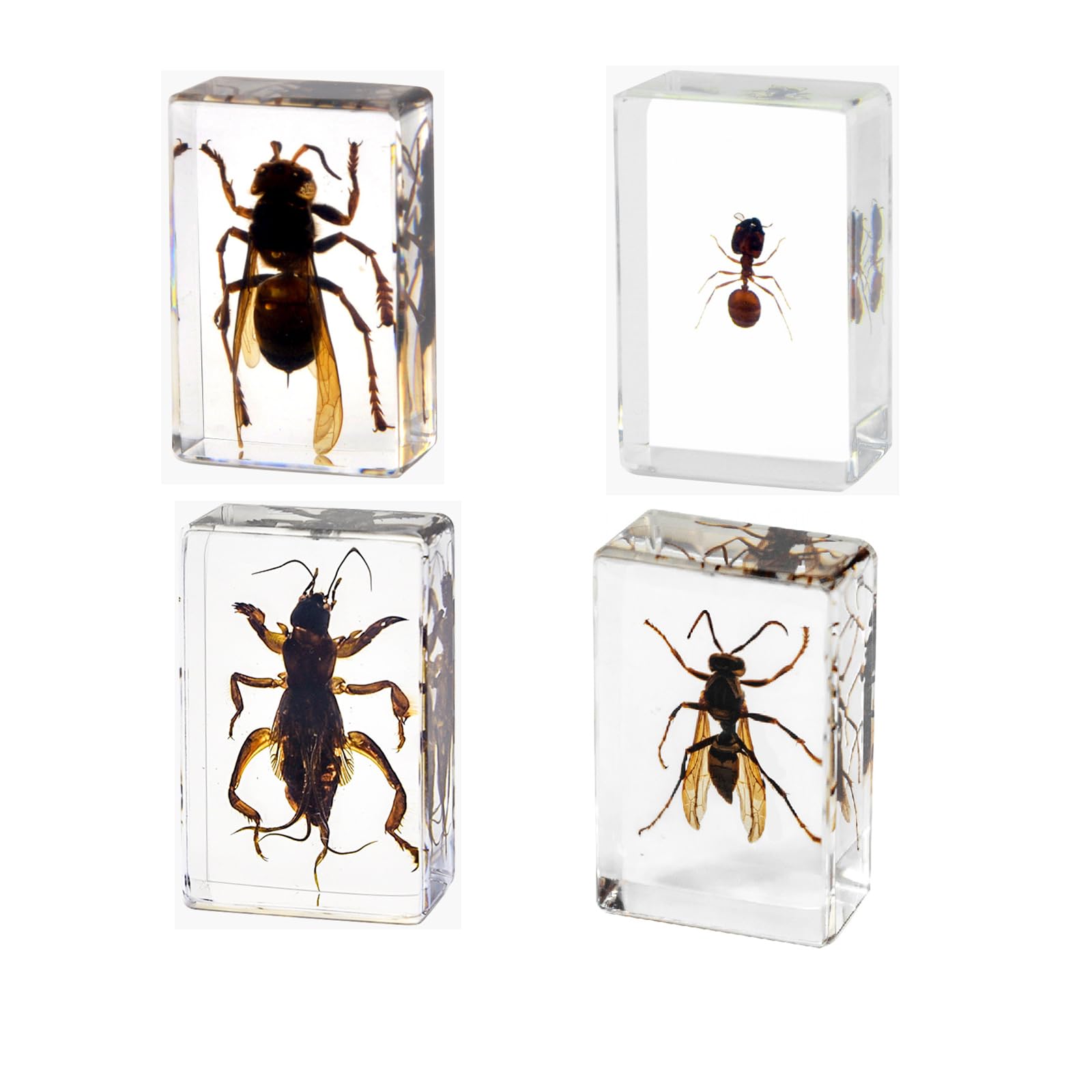 4Pcs Insect in Resin Specimen, Bug Preserved Specimen Collection Paperweights Resin Insects Various Insect Specimen for Office School Biology Display Supplies (Vivid)