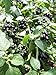 -Bulk- GARDEN HUCKLEBERRY BUSH 'Great for Gems, Jelly & Pies' 350+Annual Seeds