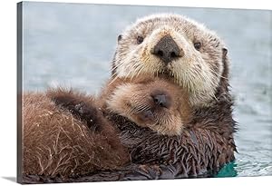 Female Sea Otter Holding Newborn pup Out Canvas Wall Art Print, Wildlife Artwork