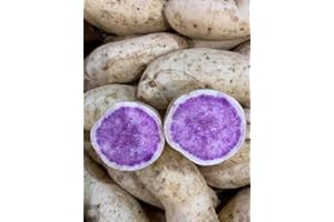 YUNAKSEA 10 Okinawa Purple Sweet Potato Slips Vine Plant Cuttings Khoai Lang Planting Fresh All Year Plant High Yields