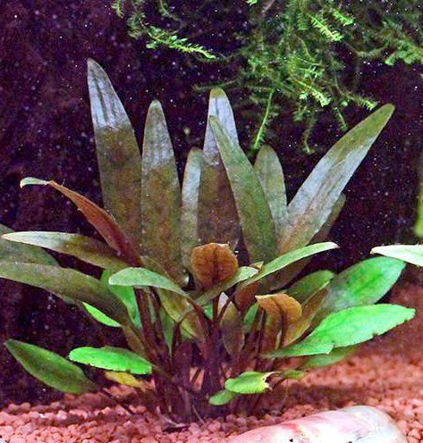 25 Live Aquarium Plants/9 Different Kinds - Amazon Swords, Anubias, Java Fern, Ludwigia and much more! Great plant sampler for 10-15 gal tanks!