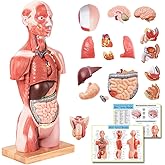 EVOTECH SCIENTIFIC 2025 New Human Body Deluxe Musculature Model, 16 Pcs Removable 17 inch Human Torso Anatomy Model with Heart Head Skull Brain Skeleton Model for Medical Student, Lab & Classroom Use