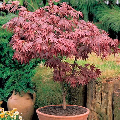 Acer Atropurpureum 10cm 1 Amazon.co.uk Garden & Outdoors