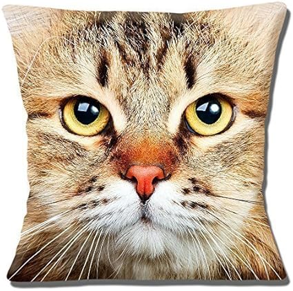 Chat Tigre Facade Jaune Pale Yeux British Shorthair Photo 40 6cm 40cm Housse Coussin Amazon Fr Cuisine Maison