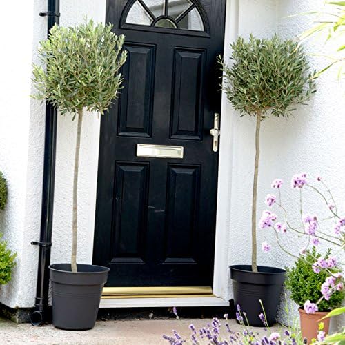 Olive Tree - Extra Large Standard 140cm-150cm by Suttons (1)