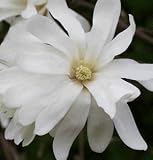 Exochorda the bride Exochorda the bride