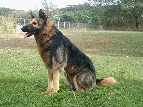 hansa german shepherd
