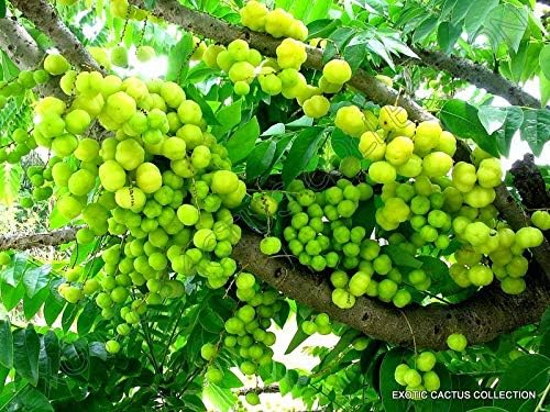 5 Seeds Tahitian Gooseberry phyllanthus acidus Malay Star Tree Fruit Rare Exotic
