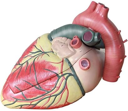 Jl Modelo Del Corazon Humano Espectaculos De Corazon Numerados En 3 Partes 39 Anatomicamente Precisos Numerados 3x De Tamano Natural Anatomia Medica Amazon Es Deportes Y Aire Libre