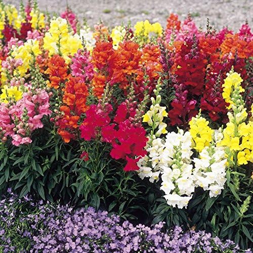 Bocca Di Leone Antirrhinum Majus Piante Annuali Bocca Di Leone Antirrhinum Majus Annuali