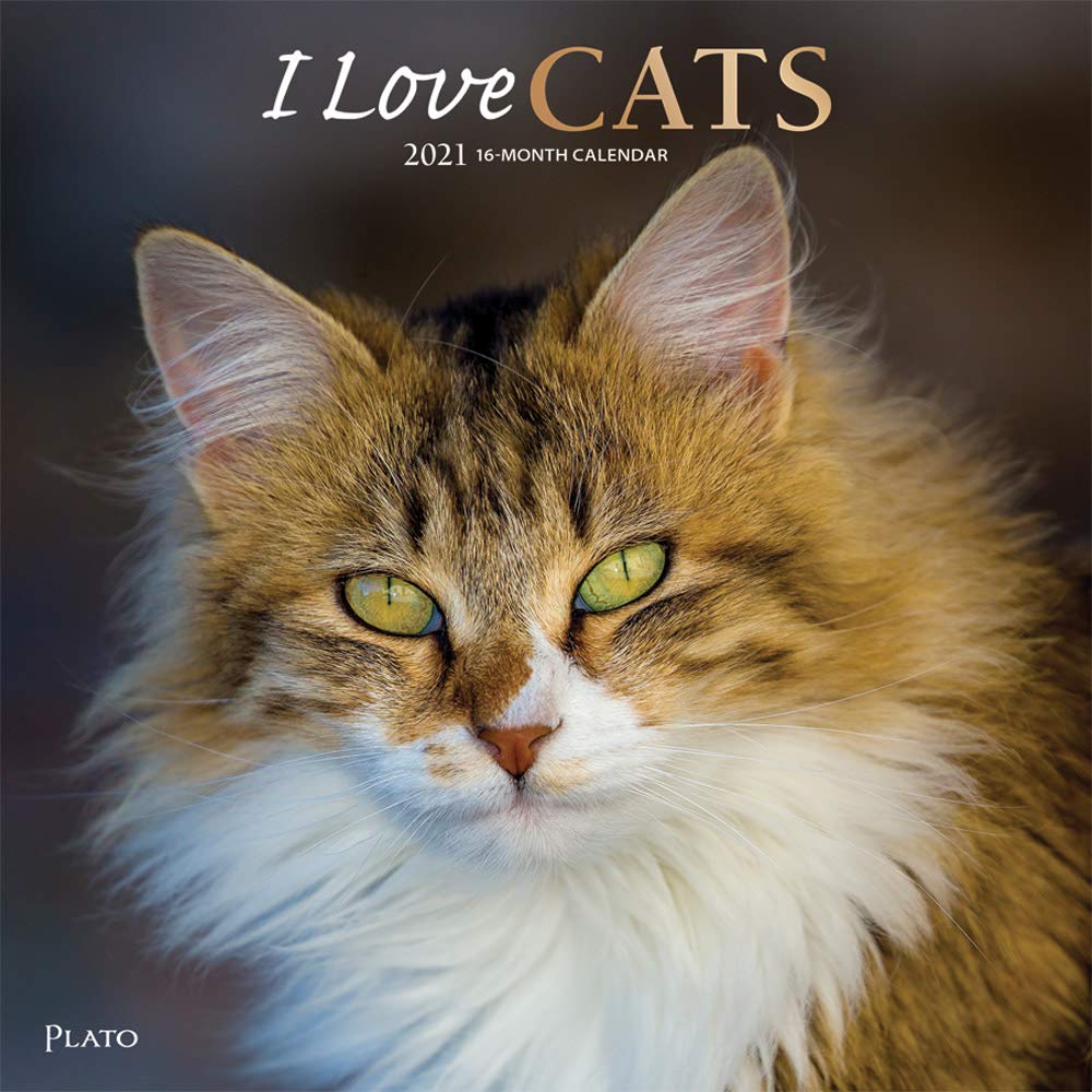 I Love Cats 21 12 X 12 Inch Monthly Square Wall Calendar With Foil Stamped Cover By Plato Feline Cat Plato Calendars Browntrout Publishers Inc Browntrout Publishers Editing Team Browntrout Publishers Design
