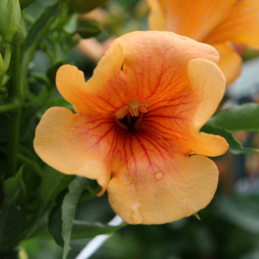 Campsis Garden Climbing Plant Hardy Drought Tolerant Perennial Exotic