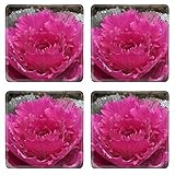 MSD Square Coasters Non-Slip Natural Rubber Desk