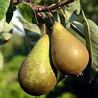 Thompson & Morgan - Árbol de fruta de manzana para jardín, pequeño ...