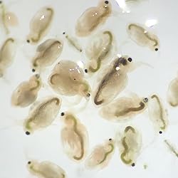 GreenWaterFarm Moina Macrocopa Eggs