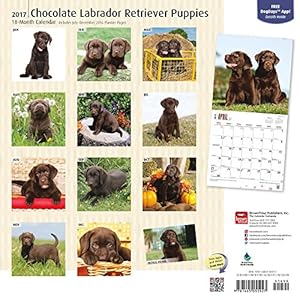Labrador Retriever Puppies, Chocolate 2017 Square (Multilingual Edition)