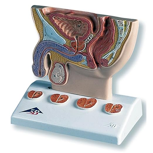 3B Scientific Prostata-Modell, halbe Größe