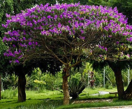 Tibouchina Granulosa Purple Ruhm Tree Seltene Tropischer Baum Bonsai Samen 25 Amazon De Garten