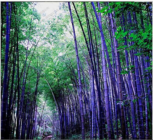 Etsynet Rare purple Timor Bamboo Seeds Bambusa black bamboo seeds planted courtyard