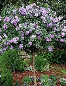 Amazon.com : Lavender Rose of Sharon Althea Tree - 4-5 ft ...