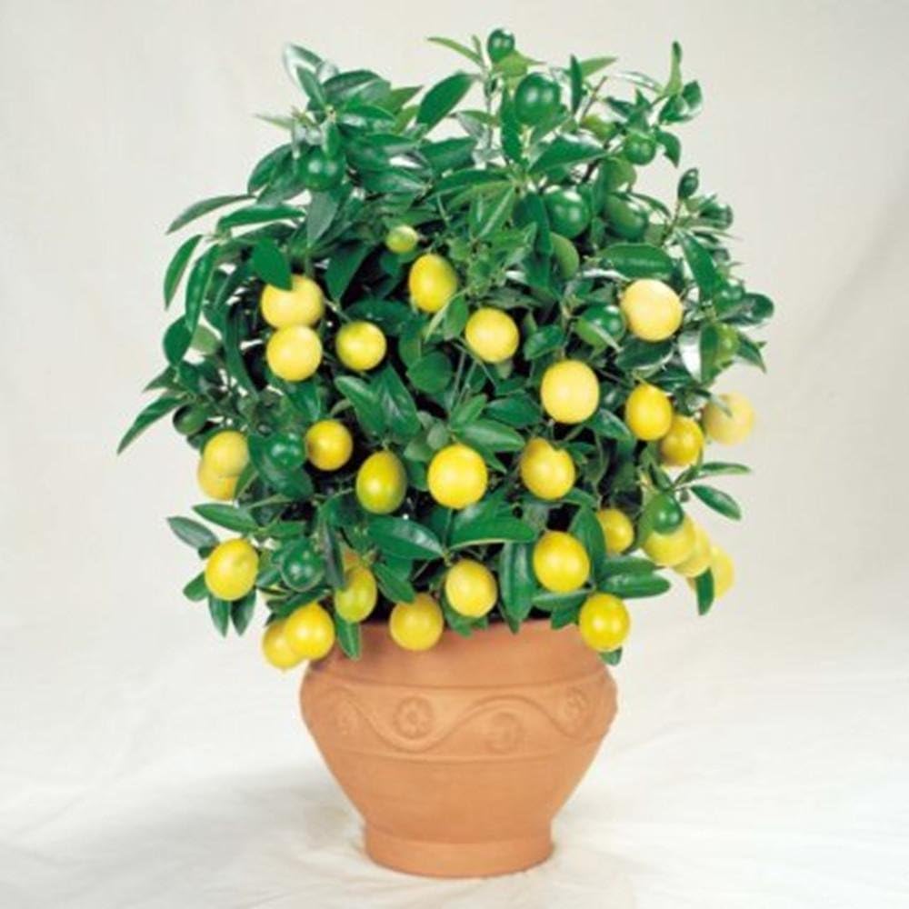 XIYAO Lemon Tree Seeds 30pcs,Plant Fruits Seeds - Indoor Outdoor Bonsai Seeds (Yellow Lemon Seeds)