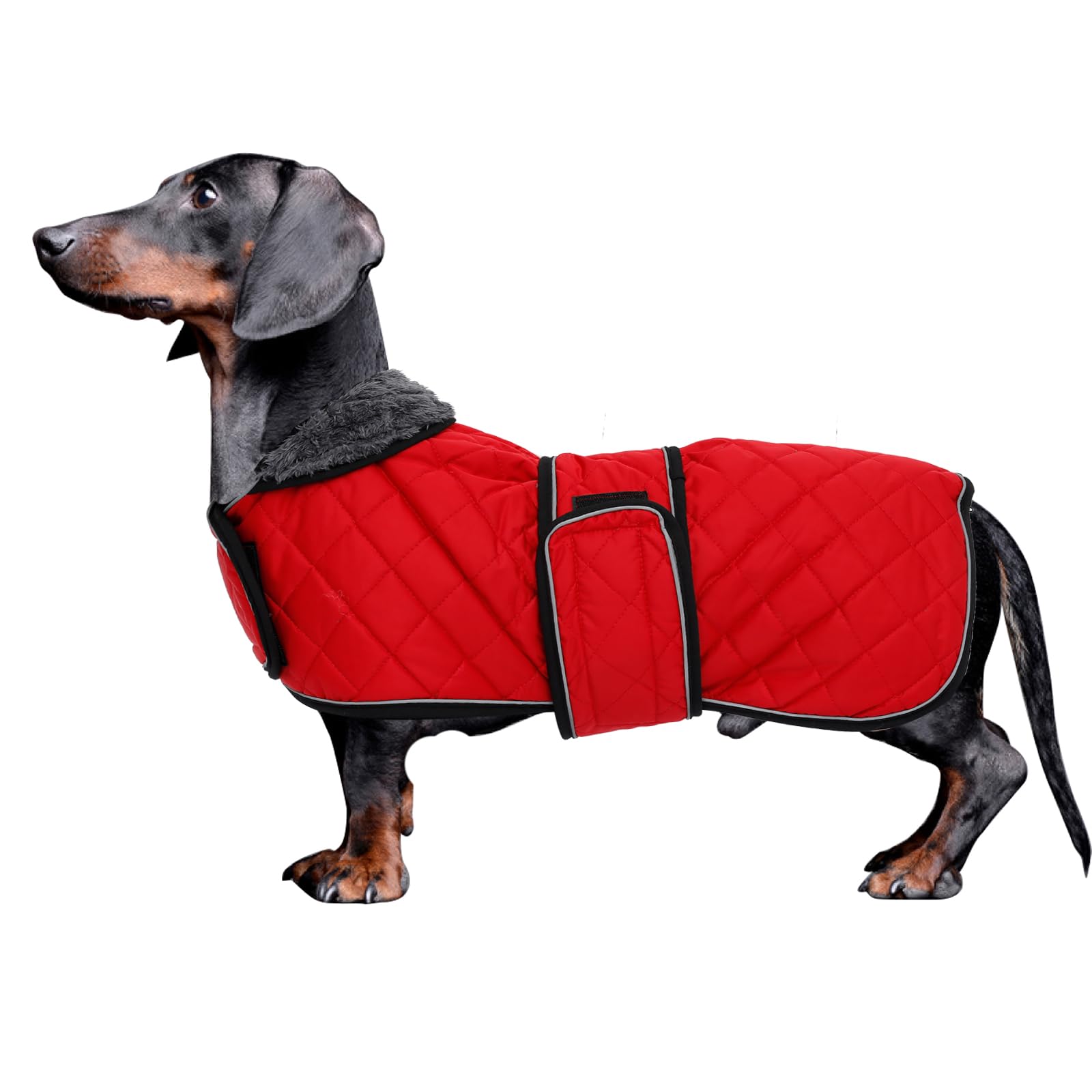 Morezi Dachshund Winter Coat - Padded Fleece Lining, Adjustable Bands - Red - S