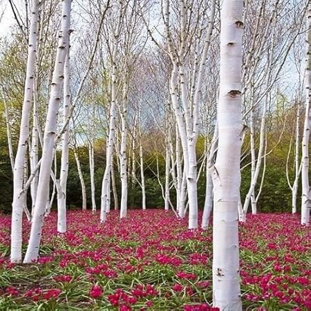 birch betula papyrifera brzoza papierowa ciliegio bonsai bark pendula archiwum underthesunseeds graines 50seeds truffle bouleau inoculated pezzi birken platyphylla bretagne