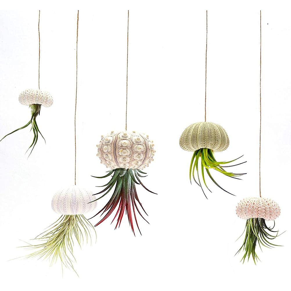 Air Plant Holder Set of 5, Hanging Flower Pot Shell for Indoor Outdoor Ceilings Balconies Wall Decoration (4-Piece Set)