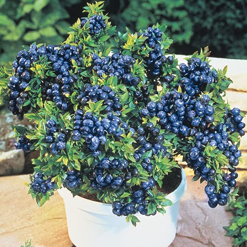 Blueberry Plant ‘Top Hat’ Highbush Blueberry Rabbiteye Blueberry for Planting Pricepulse