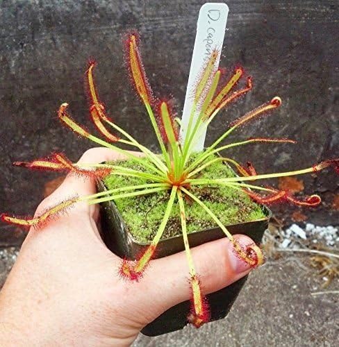 Raflesa Cape Sundew Drosera Capensis Carnivorous Live Plant 3"Pot Garden Home Yard