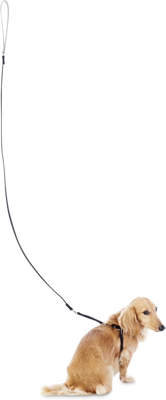 bond & co small dog harness