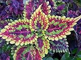 Coleus Seeds * Mixed Vibrant Colors Great Plant for Indoors & Outdoors