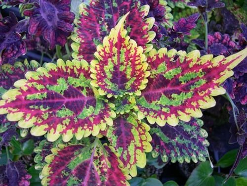 Coleus Seeds * Mixed Vibrant Colors Great Plant for Indoors & Outdoors