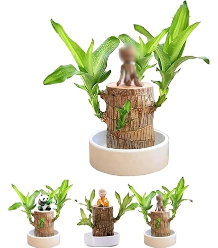 盆栽 brazil Brazilian Raintree Bonsai | The Bonsai Shop – Dandy Farmer