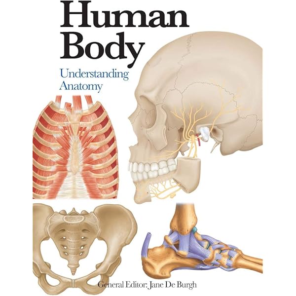 Know Your Body: The Atlas of Anatomy: Keeffe, Emmet B., M.D.