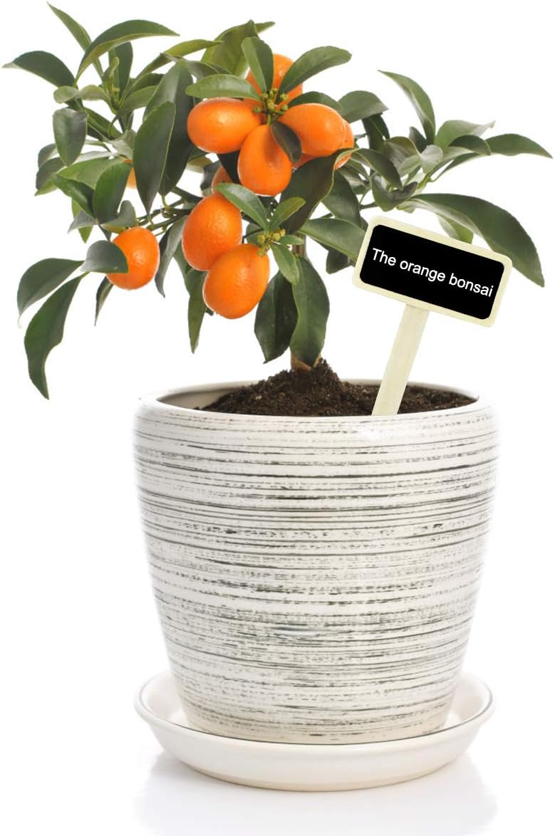 NATUCE 20 Pcs Etiquetas de Plantas de Madera, Marcadores de ...