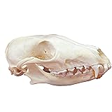 CLLOEAT Taxidermy Real Animals Skulls, Real Bones
