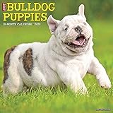 Just Bulldog Puppies 2019 Wall Calendar (Dog Breed Calendar)