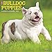Just Bulldog Puppies 2019 Wall Calendar (Dog Breed Calendar)