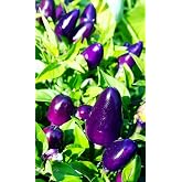 Dwarf Chili Pepper Little Blue Exotic Mini Hot Pepper About 30 Seeds