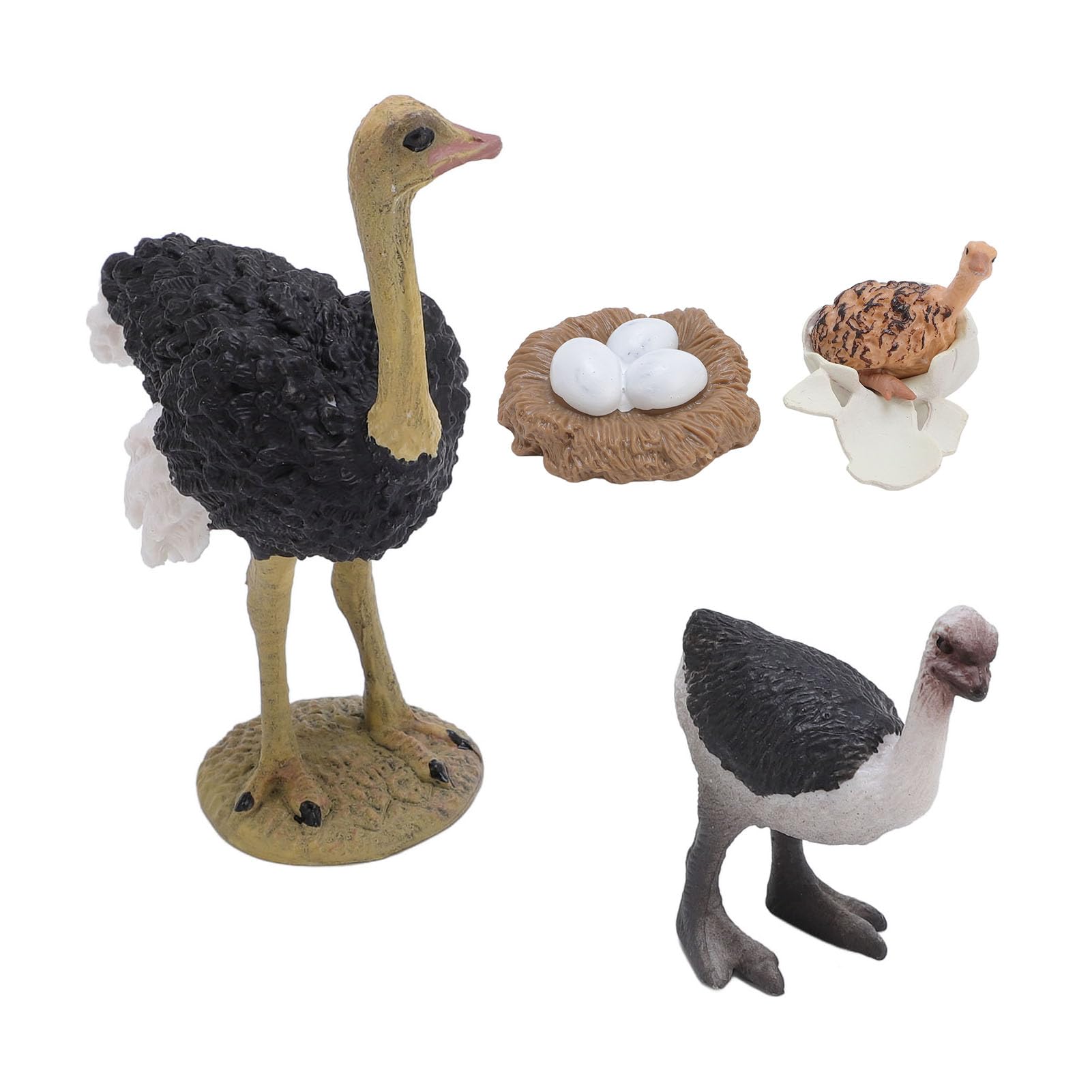 Masyrt Kids Lifelike Ostrichs Figurine Toy Ostrichs Life Cycle Figure Pvc Safe Robust,Realistic Ostrich Figure Toy Animal Growth Cycle,Enhances Children Understanding of the Animal