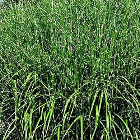 3 X Miscanthus Zebrinus Eulalie Roseau De Chine Zebrinus En Conteneur 25 30cm Amazon Fr Jardin