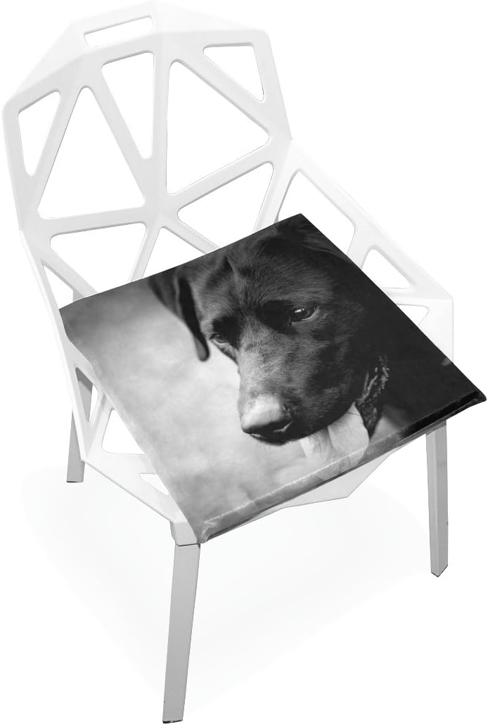office chair with dog seat