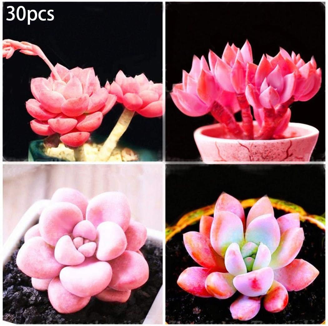 Caiuet Succulent Seeds Mix Pink Flower Seeds Garden Supplies Beautiful Landscaping Indoor Plants House Decorating Cacti & Succulents