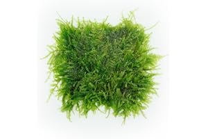 SubstrateSource Live Plants - Weeping Moss (Vesicularia ferriei) - Low to Medium Light, Bright Green Accent Freshwater Aquatic Moss, Foreground Placement for Aquascaping - Stainless Steel, 1 Pack