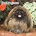 Pekingese 2020 12 x 12 Inch Monthly Square Wall Calendar, Animals Asian Dog Breeds by 