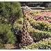 Design Toscano Gigi the Garden Giraffe Statue