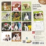 Image de Cavalier King Charles Spaniel Puppies 2016 Mini 7x7 (Multilingual Edition)