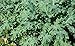 ORGANIC HEIRLOOM KALE (BRASSICA NAPUS) "WHITE RUSSIAN" THE MOST WINTER HARDY AND FAST GROWING TOLERATES COLD WET SOILS BECOMING SWEETER IN COLD WEATHER APPROX 225SEEDS