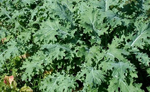 ORGANIC HEIRLOOM KALE (BRASSICA NAPUS) “WHITE RUSSIAN” THE MOST WINTER HARDY AND FAST GROWING TOLERATES COLD WET SOILS BECOMING SWEETER IN COLD WEATHER APPROX 225SEEDS ORGANIC HEIRLOOM KALE (BRASSICA NAPUS) “WHITE RUSSIAN” THE MOST WINTER HARDY AND FAST GROWING TOLERATES COLD WET SOILS BECOMING SWEETER IN COLD WEATHER APPROX 225SEEDS